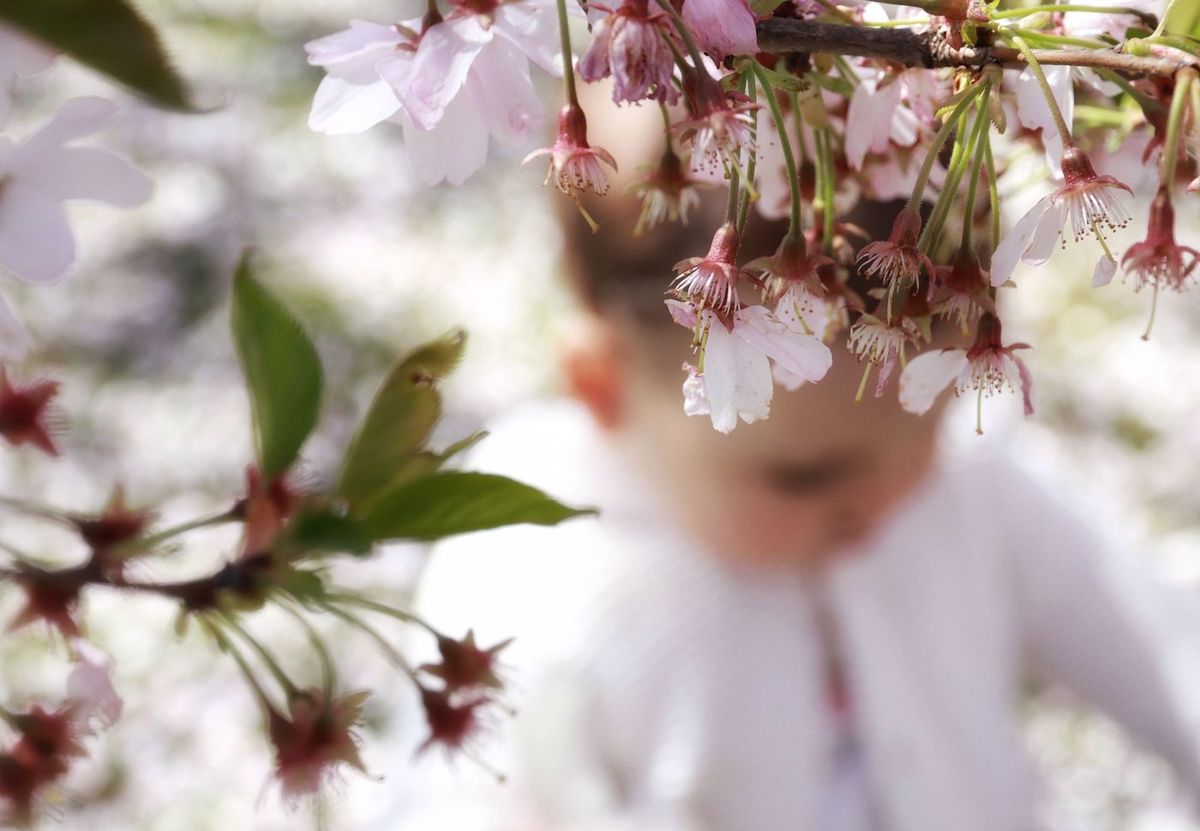 Famille — lifestyle en extérieur, enfant parmi les cerisiers en fleurs