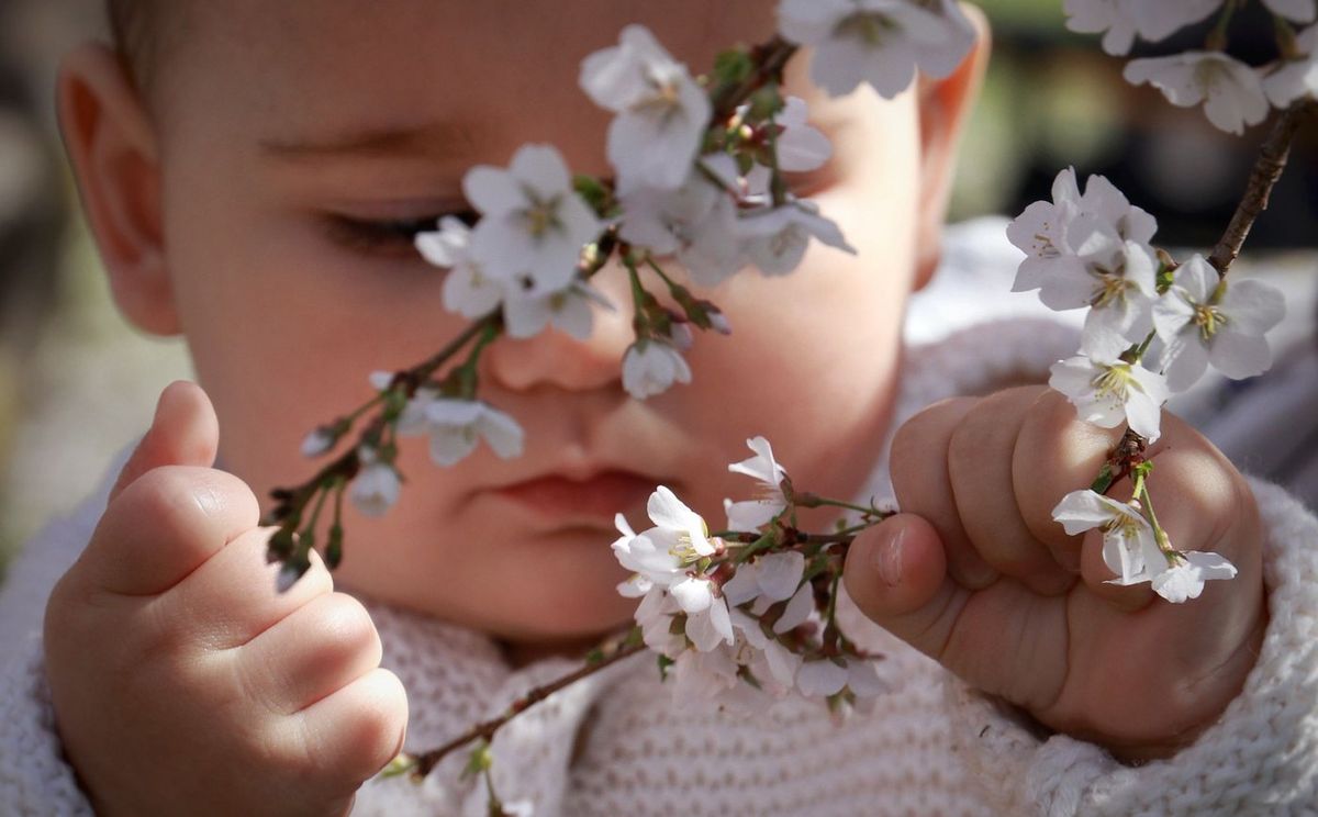 Famille — lifestyle en extérieur, bébé et fleurs de cerisier