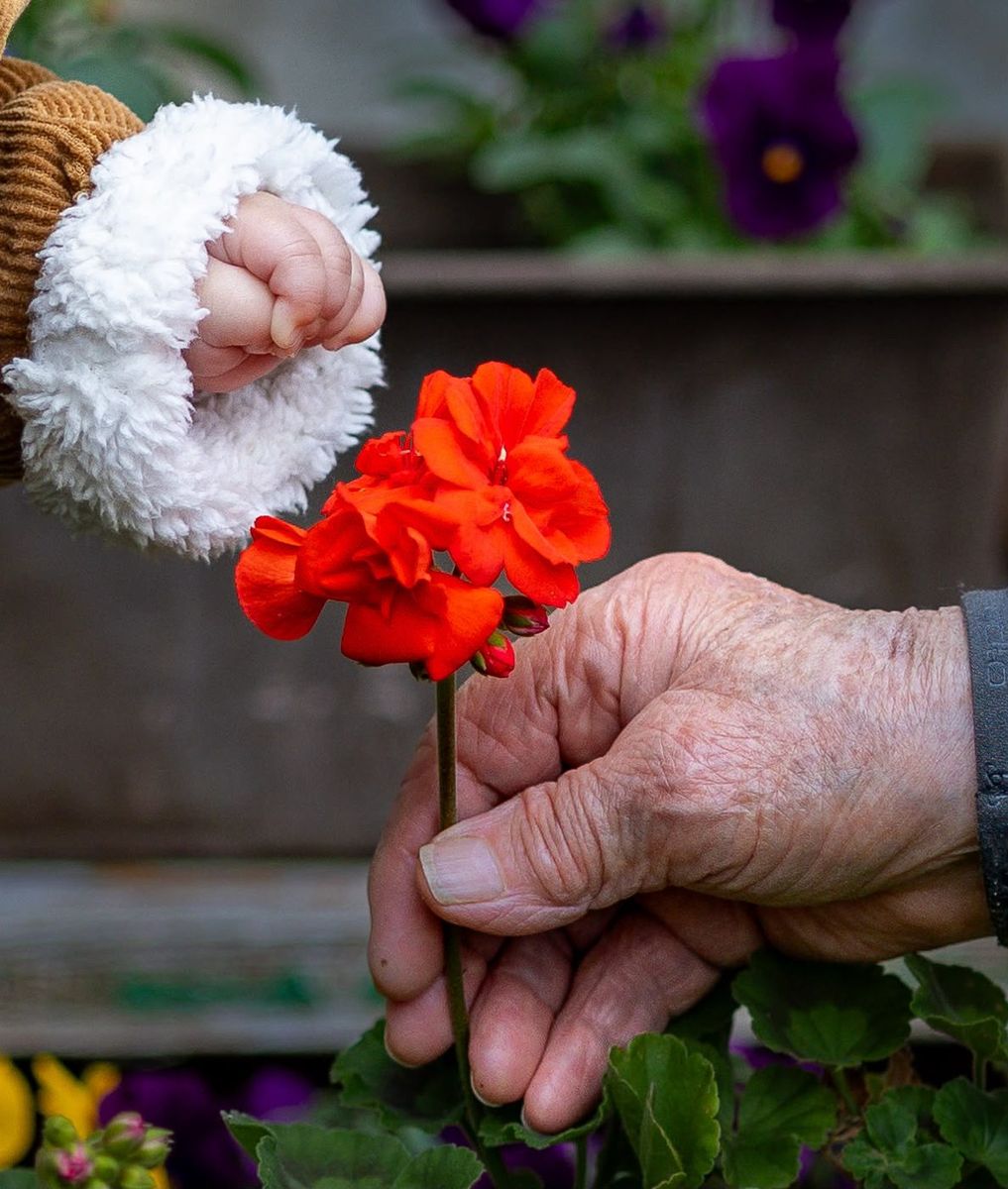 Intergénérationnel — bébé offre une fleur à son aïeul