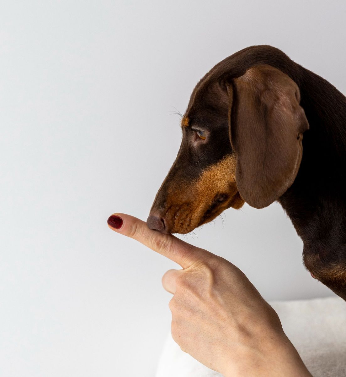Projets personnels — chien teckel touchant du bout du nez un doigt